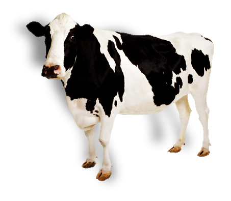 453x395 Cows Gallery Isolated Stock Photos By Nobacks
