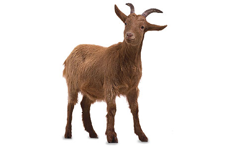 464x298 Goat Clipart Transparent Background