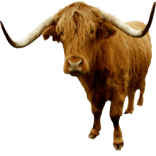 220x220 Scottish Bull Transparent Background Image