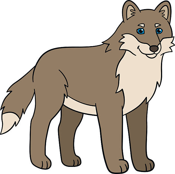 612x611 Coyote Clipart Cute