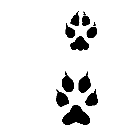 390x448 Coyote Clip Art