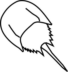 236x249 Horseshoe Crab Clipart