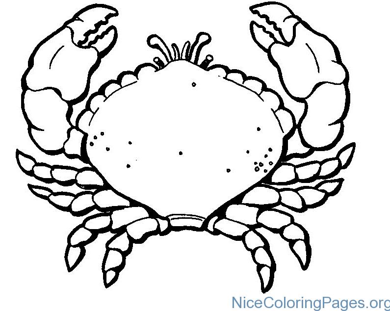 795x634 Crab Coloring Pages