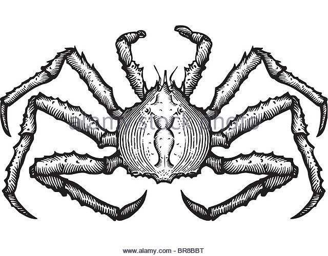640x500 Crab Drawing Stock Photos Amp Crab Drawing Stock Images
