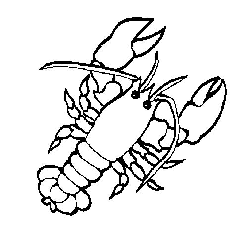 505x470 The Best Lobster Drawing Ideas Mythical Sea