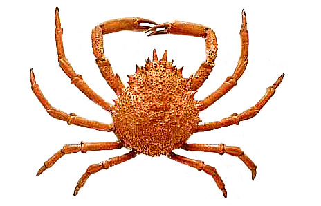 464x298 Crab Clipart Free Clipart Images