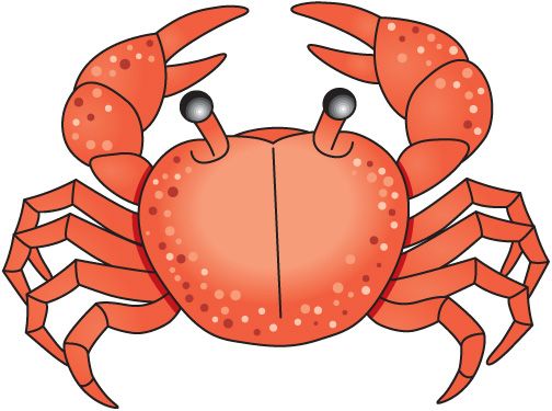 504x375 Crab Clipart Ocean Habitat
