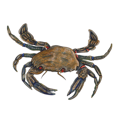 400x400 Crab, Brown, Edible, Cornwall Good Seafood Guide