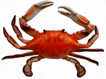 432x322 A Crab By Any Name