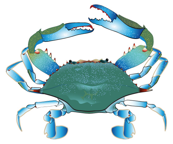 555x462 Crab Clipart Free Images 2 2
