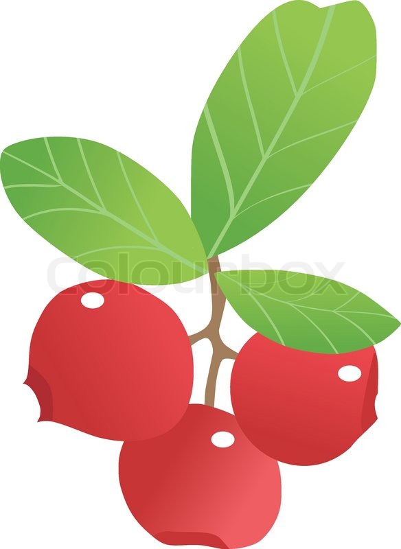 584x800 Cranberry Stock Vector Colourbox