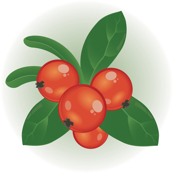 600x600 Cranberry Clipart Berry