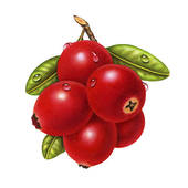 170x170 Single Clipart Cranberry
