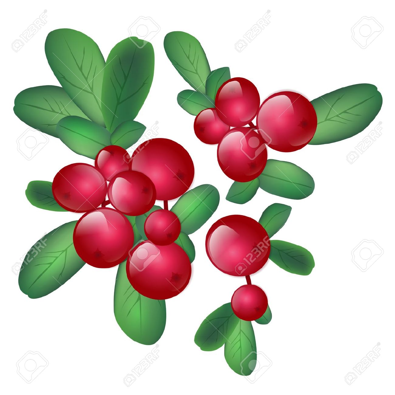 1300x1300 Winterfrucht Clipart