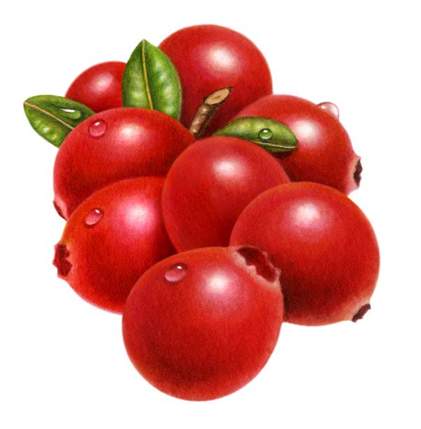 600x611 Cranberry Clipart