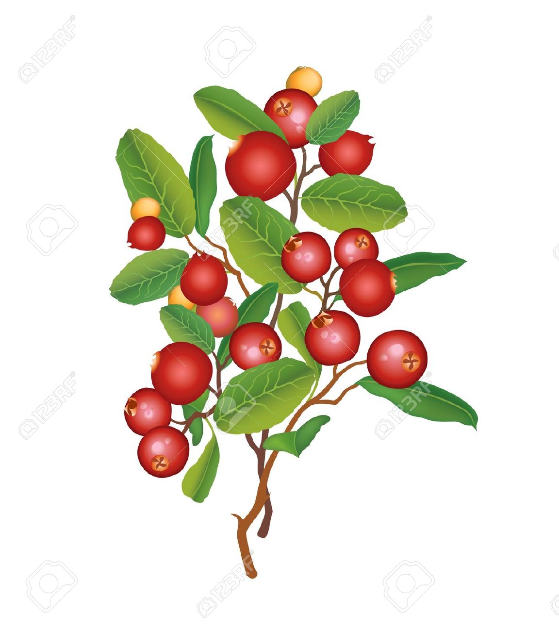 1152x1300 Bush Fruits Clipart