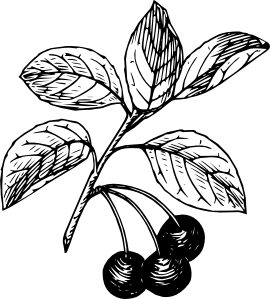 270x299 Cherry Clip Art