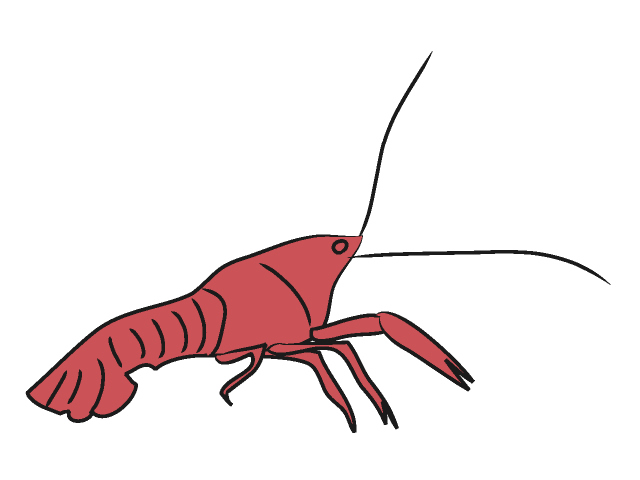 640x480 Crawfish Clipart Crayfish