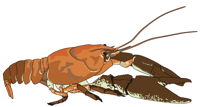 800x428 Free Crayfish Clip Art