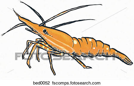 450x290 Clip Art Of Spot Prawn Bed0052