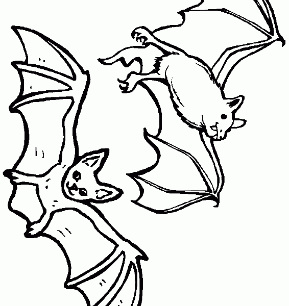 566x600 Nocturnal Animals Colouring Nocturnal Animals Coloring Pages Bats