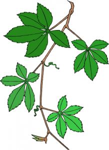 218x300 Virginia Creeper Clip Art Download