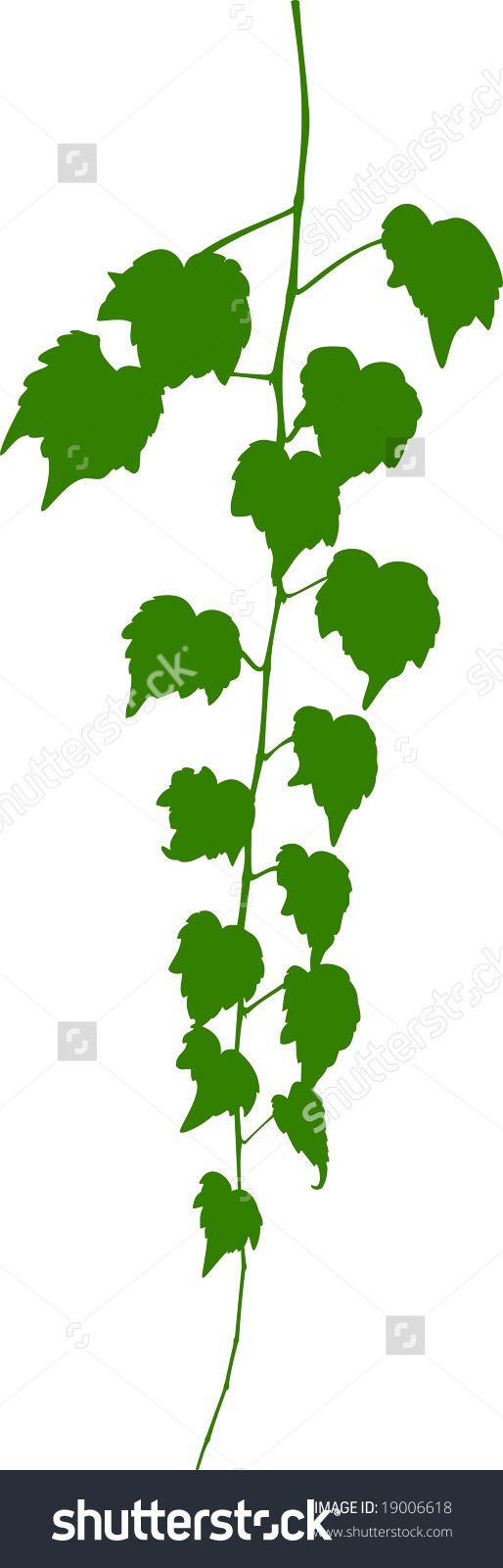 514x1600 Virginia Creeper Clipart