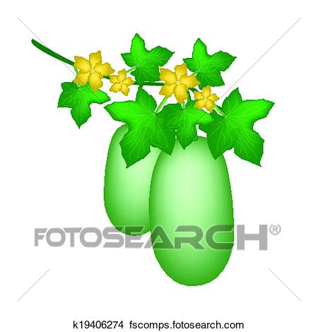 450x470 Clipart Of A Winter Melon Plant On White Background K19406274
