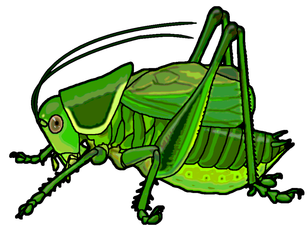 1024x769 Cricket Clipart Katydid