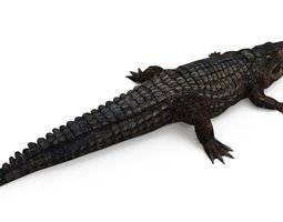 255x200 Reptile 3d Models