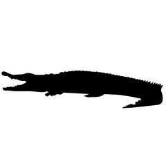 240x240 Search Photos Crocodile