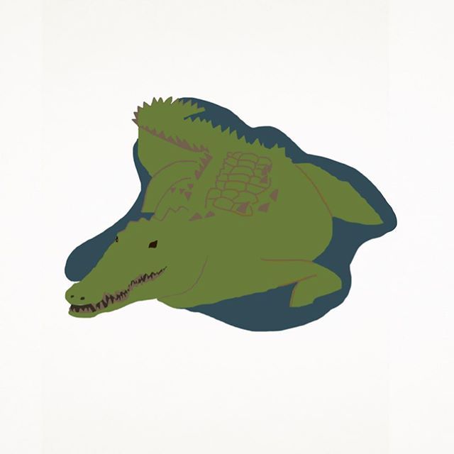 640x640 616 Best Alligatorcrocodile Images