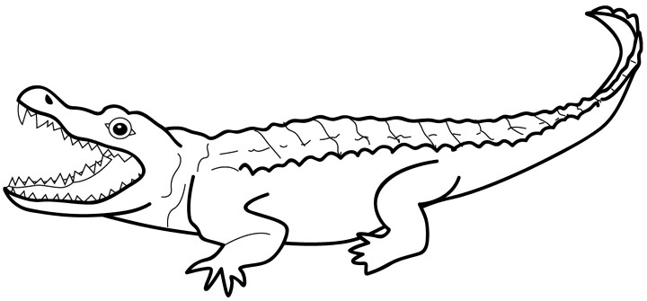 720x335 Crocodile Alligator Outline Clipart Kid