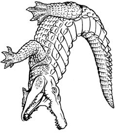236x285 Images For Gt Alligator Drawing Outline Icons