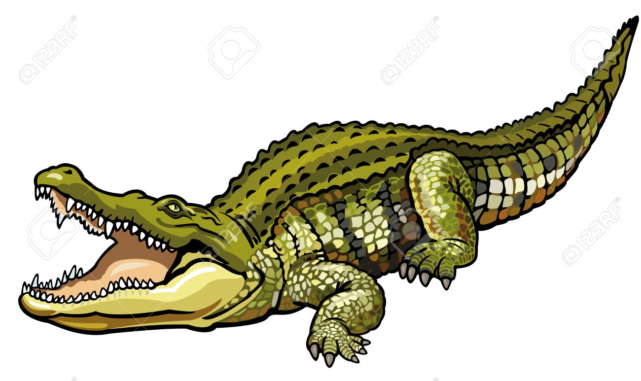 1300x773 Crocodile Clipart Wild Animal