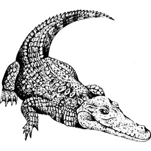 300x300 Crocodile Clipart Vertebrate