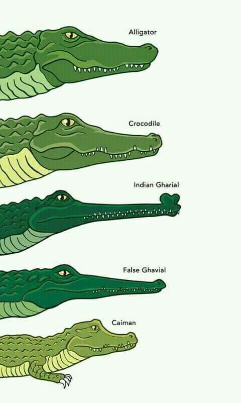 480x802 Best Crocodile Facts Ideas Facts About