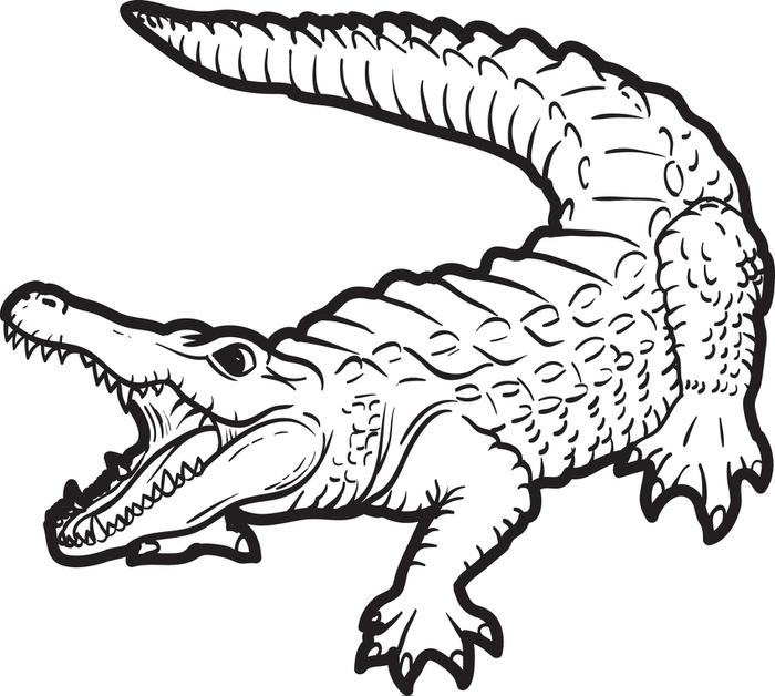 700x628 Crocodile Drawings For Kids Many Interesting Cliparts