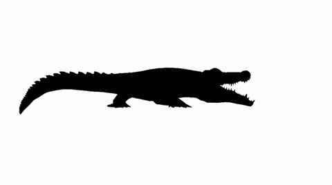 480x268 Crocodile Open Mouth Attack Hunting,dangerous Animals Sketch