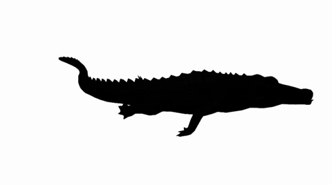 480x268 Crocodile Swaying Body Swimming,dangerous Animals Sketch
