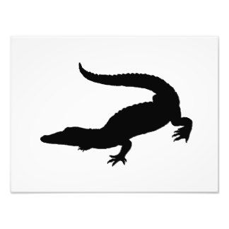324x324 Crocodiles Photo Prints Amp Photography Zazzle