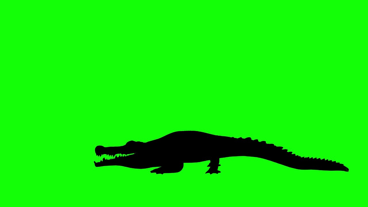 1280x720 Free Hd Video Backgrounds Animal Silhouette Crocodile Attacking