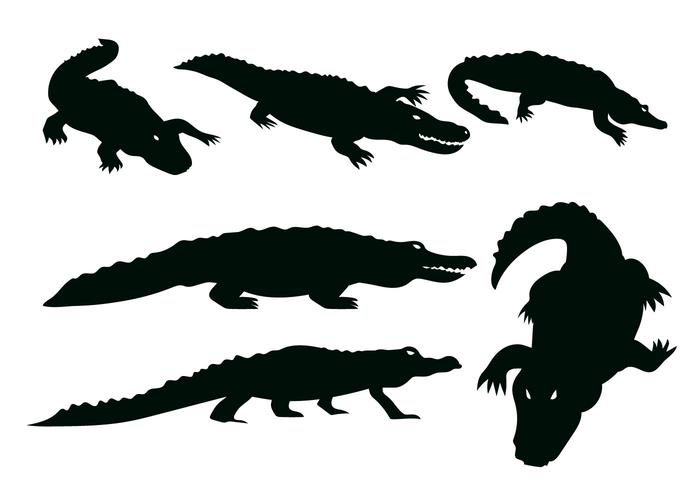 700x490 Gator Vector