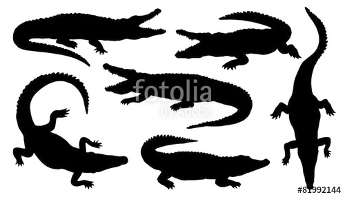 500x286 Crocodile Silhouettes Stock Image And Royalty Free Vector Files