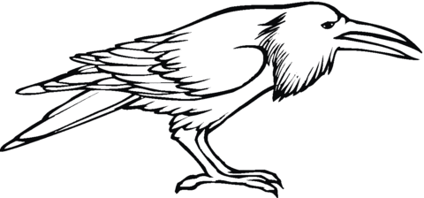 480x224 Crow Bird Coloring Page Free Printable Coloring Pages