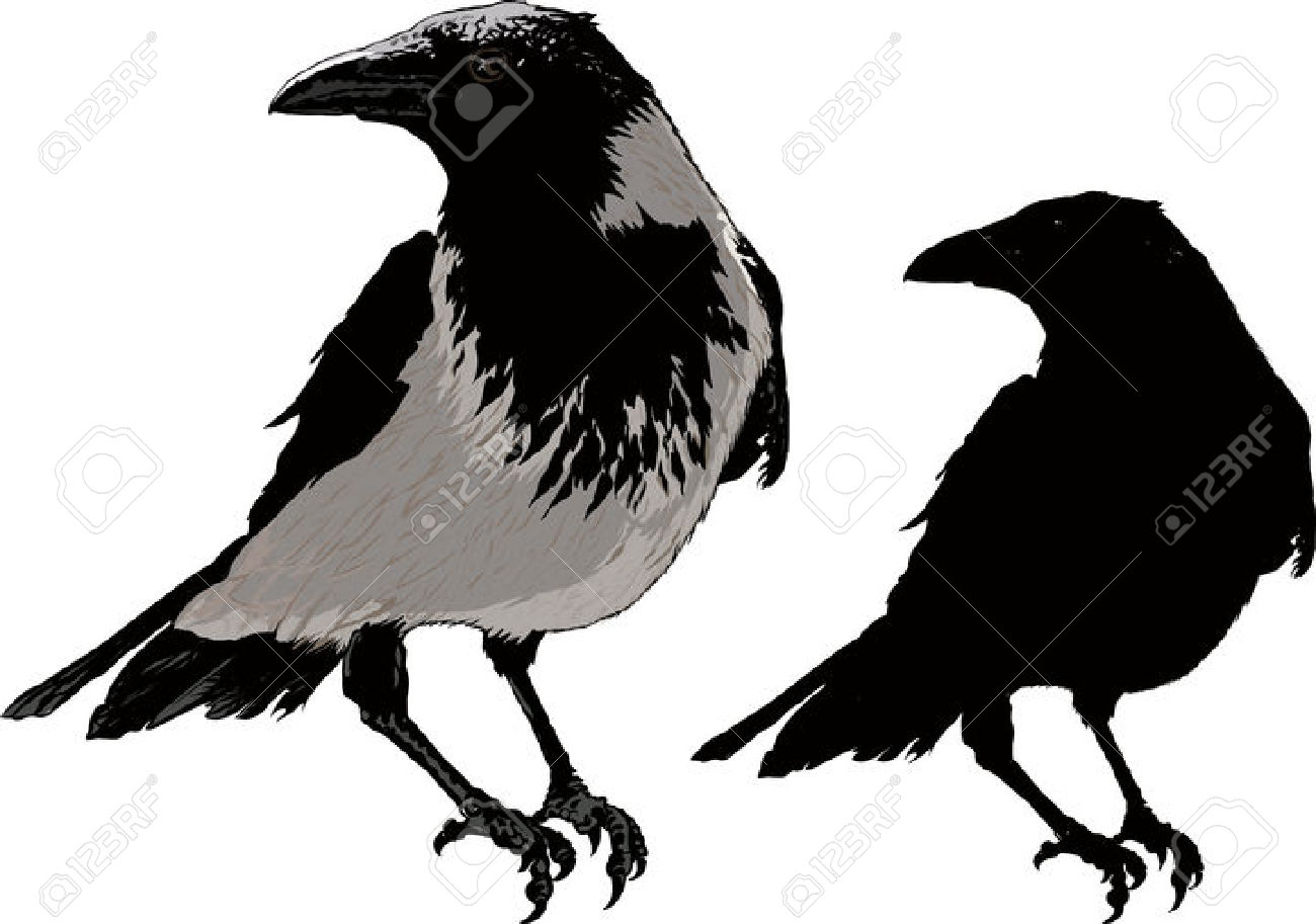 1300x913 Crow Clipart White Background