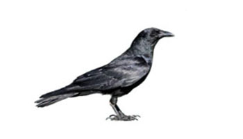 350x200 Similar Species Crows And Ravens All About Birds