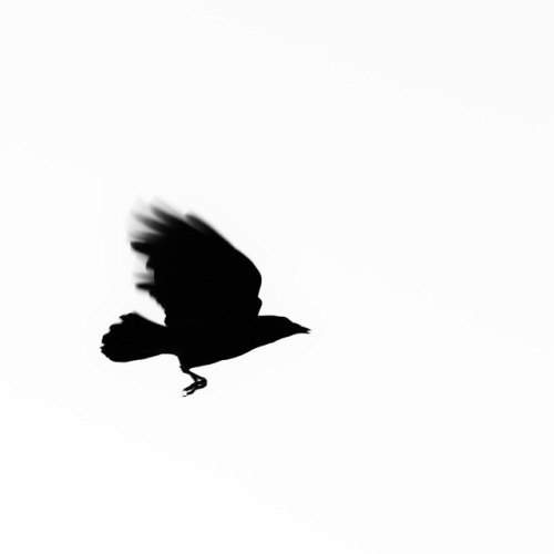 500x500 Black Crow Silhouettes Tumblr