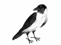 200x150 Birds Of The World Crows