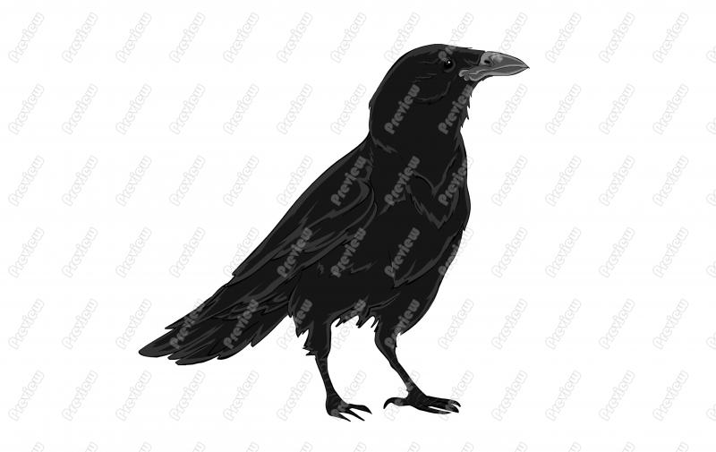 800x505 American Crow Character Clip Art